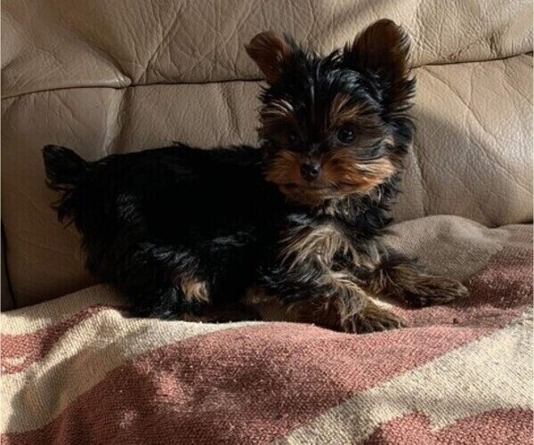 Medium Photo #9 Yorkshire Terrier Puppy For Sale in WATERLOO, IA, USA