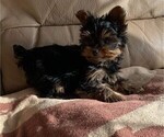 Small Photo #9 Yorkshire Terrier Puppy For Sale in WATERLOO, IA, USA