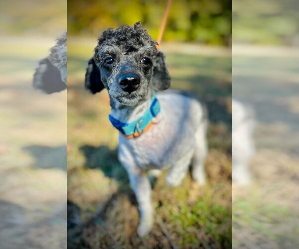 Medium Photo #3 Poodle (Miniature) Puppy For Sale in Pacolet, SC, USA