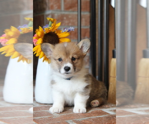 Pembroke Welsh Corgi Puppy for sale in FAIR GROVE, MO, USA