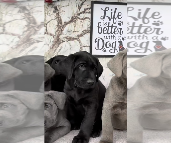 Medium Photo #4 Labrador Retriever Puppy For Sale in WOODSTOCK, IL, USA