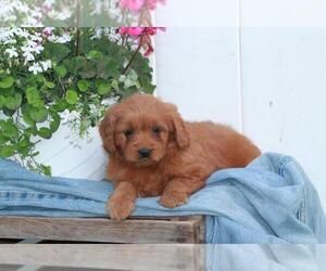 Goldendoodle (Miniature) Puppy for sale in SHILOH, OH, USA