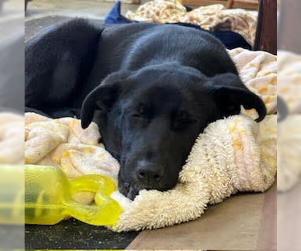 Medium Photo #4 German Shepherd Dog-Unknown Mix Puppy For Sale in Minneapolis, MN, USA