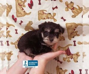 Schnoodle (Miniature) Puppy for sale in WINNSBORO, LA, USA
