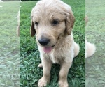Small Photo #17 Goldendoodle Puppy For Sale in WOODLAND, AL, USA