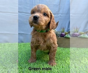 Goldendoodle (Miniature) Puppy for Sale in CHULA VISTA, California USA