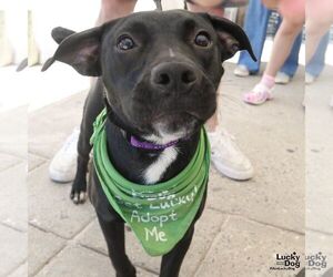 Medium Retriever  Mix
