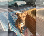 Small Boxer Mix