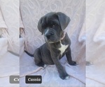 Small Photo #9 Cane Corso Puppy For Sale in MINERAL WELLS, WV, USA