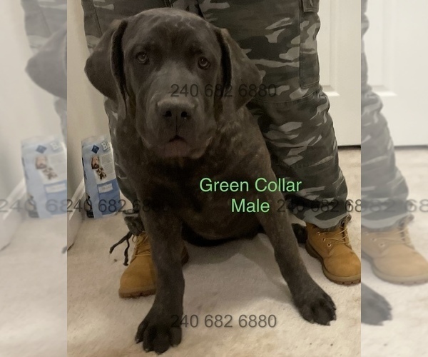 Medium Photo #1 Cane Corso Puppy For Sale in DENTSVILLE, MD, USA