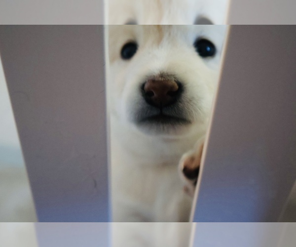 Medium Photo #38 Shiba Inu Puppy For Sale in WINTER PARK, FL, USA