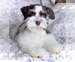 Schnauzer (Miniature) Puppy for sale in COLORADO SPRINGS, CO, USA