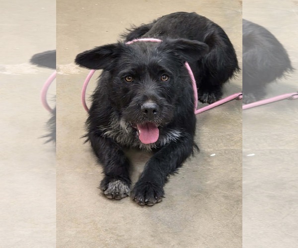 Medium Photo #1 Irish Wolfhound-Unknown Mix Puppy For Sale in Amarillo, TX, USA