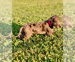 Small Photo #1 Great Dane Puppy For Sale in LEITCHFIELD, KY, USA