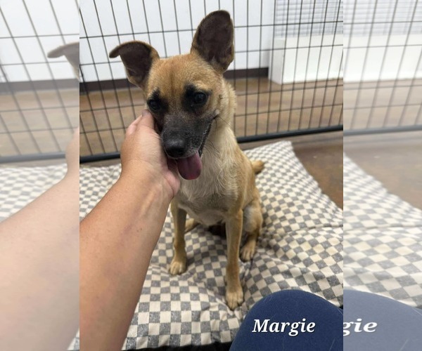 Medium Photo #2 Mutt Puppy For Sale in Royal Palm Beach, FL, USA