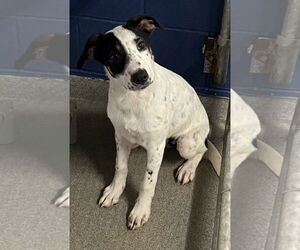 Red Heeler-Unknown Mix Dogs for adoption in Sterling, MA, USA