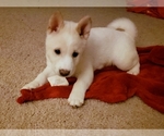 Small Photo #8 Shiba Inu Puppy For Sale in DAVENPORT, FL, USA