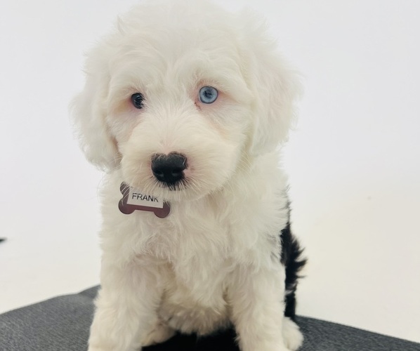 Medium Photo #1 Sheepadoodle Puppy For Sale in HUNTINGTON BEACH, CA, USA