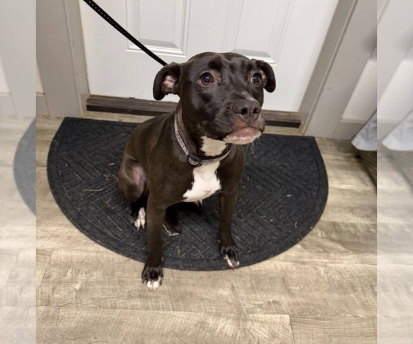 Medium Photo #3 American Staffordshire Terrier-Unknown Mix Puppy For Sale in Ellijay, GA, USA