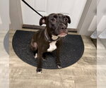 Small #2 American Staffordshire Terrier Mix