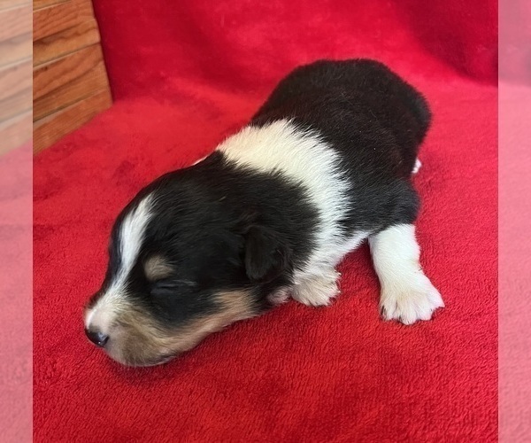 Medium Photo #6 Shel-Aussie Puppy For Sale in FORT MORGAN, CO, USA