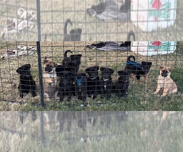 Medium Photo #4 Shollie Puppy For Sale in YAKIMA, WA, USA