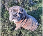 Small Photo #2 Victorian Bulldogge Puppy For Sale in GREEN FOREST, AR, USA