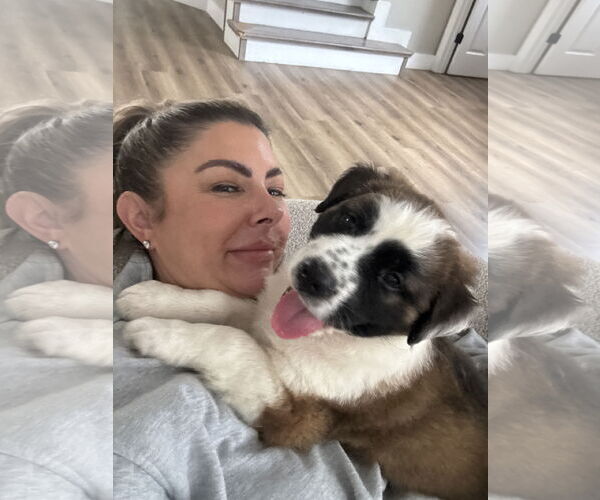 Medium Photo #6 Australian Shepherd-Unknown Mix Puppy For Sale in Valrico, FL, USA