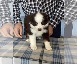 Miniature American Shepherd Puppy for sale in GARYSBURG, NC, USA