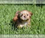 Small #4 Shih Tzu