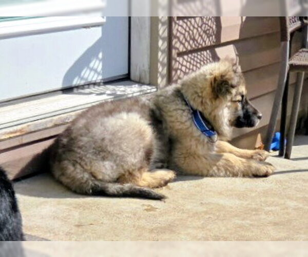 Medium Photo #2 Mutt Puppy For Sale in Cottage Grove, MN, USA