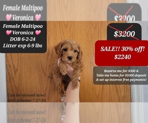 Maltipoo Puppy for sale in TUCSON, AZ, USA