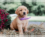 Small #2 Golden Retriever