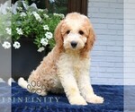 Small #2 Goldendoodle