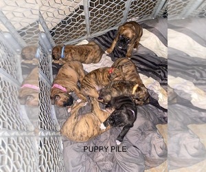 Boxer Puppy for Sale in HASLETT, Michigan USA