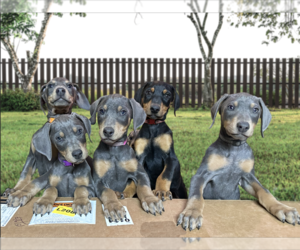 Doberman Pinscher Puppy for sale in TAHLEQUAH, OK, USA