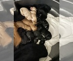 Small Photo #11 Goldendoodle Puppy For Sale in WICHITA, KS, USA