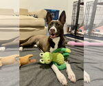 Small #2 German Shepherd Dog Mix