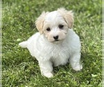 Small #8 Maltese
