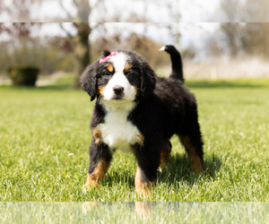 Bernese Mountain Dog Puppy for sale in WOLCOTTVILLE, IN, USA