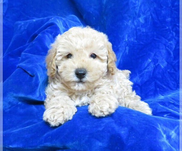 Medium Photo #24 Poodle (Miniature) Puppy For Sale in NORWOOD, MO, USA