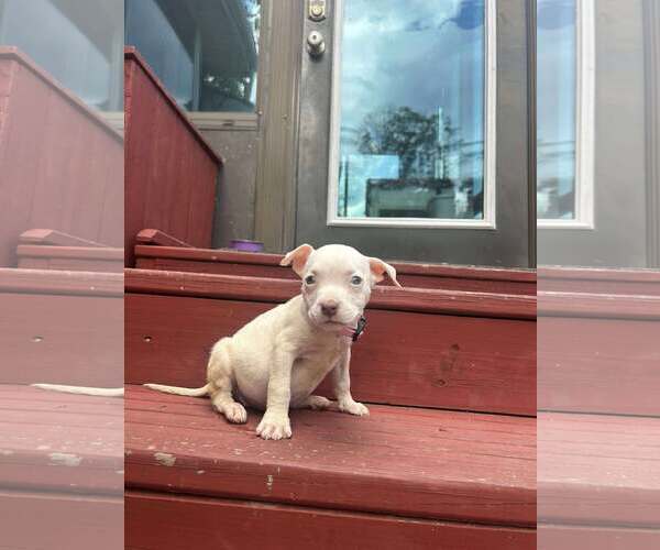 Medium Photo #3 Staffordshire Bull Terrier-Unknown Mix Puppy For Sale in pomfret, CT, USA