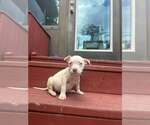Small #2 Staffordshire Bull Terrier Mix