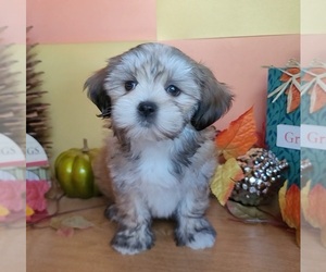 Lhasa Apso Puppy for sale in PHOENIX, AZ, USA