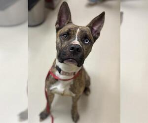 Mutt Dogs for adoption in Center Township, PA, USA