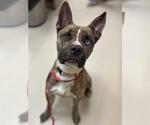 TAGALONG - Male Mutt Dog for Adoption - Small photo