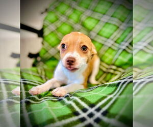 Chihuahua Dogs for adoption in Pacolet, SC, USA