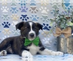 Small Photo #3 Border Collie Puppy For Sale in LANCASTER, PA, USA