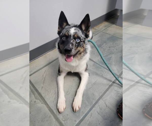 Medium Photo #1 Australian Shepherd-Unknown Mix Puppy For Sale in Highland, IL, USA