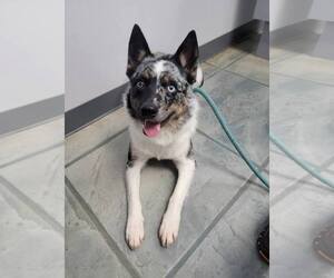 Australian Shepherd-Unknown Mix Dogs for adoption in Highland, IL, USA